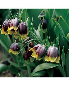 Фритилария /Fritillaria michailovskyi'/ 1 бр