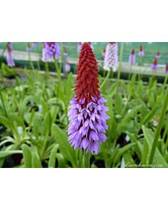 Иглика на Виал - Primula Vialii - 1 корен 