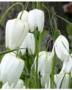 Фритилария Meleagris Alba - 1бр