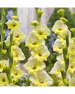 Гладиол /Gladiolus  'Banana Ice' /1 бр