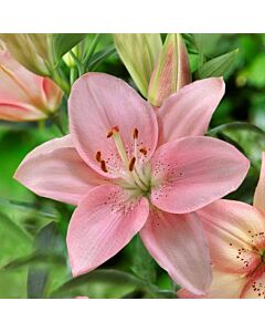 Лилиум  /Lilium asiatic 'Renoir'/ 1 бр