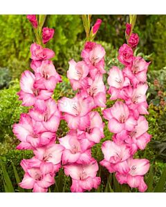 Гладиол large-flowered  'Fado' 12/14 - 1 бр.