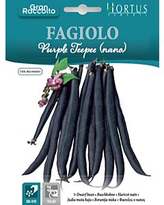 Фасул лилав NANO PURPLE TEEPEE - BL