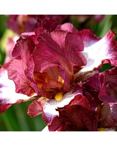  Ирис / IRIS GERM. CRINOLINE / 