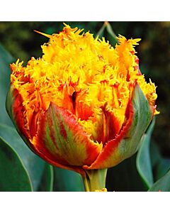 Лале Double Fringed Crispion Beauty 1 бр
