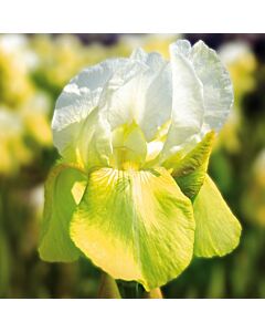 Ирис /IRIS GERM. TULIP FESTIVAL / 