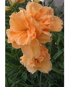 Хемерокалис / Hemerocallis Hemerocallis Double Dream / 1 бр