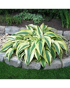 Хоста - Hosta Lakeside Dragonfly -1 бр