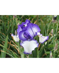 Ирис / IRIS GERM. BLUE STACCATO/  