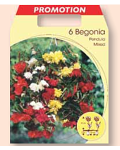 Каскадна бегония микс / Begonia pendula mixed / 1 оп ( 6 бр )