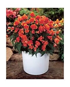 бегония Multiflora Gents Juweeltje