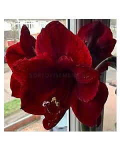 Амарилис /Hippeastrum 'Royal Velvet'/- 1 бр