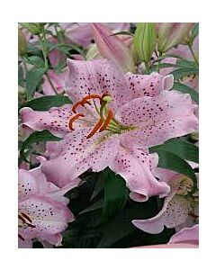 Лилиум - Lilium oriental 'Curly Sue' - 1 бр
