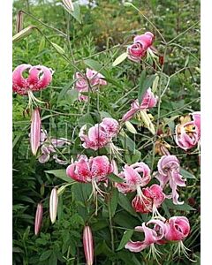 Лилиум - Lilium species var. rubrum 'Uchida' - 1 бр
