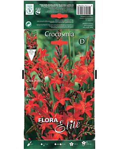 Крокосмия Луцифер - Crocosmia  Lucifer