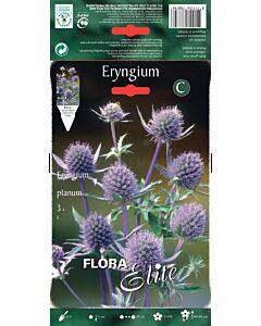 Морска падуба - Eryngium Planum