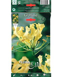 Глориоза Лутея - Gloriosa Lutea