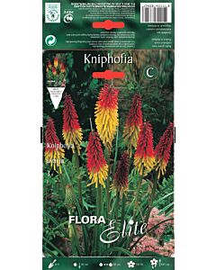 Факелна лилия - Kniphofia uvaria (1 оп. - 3 бр.)