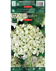 Гигантски чинчерин - Ornithogalum saundersiae -3 бр