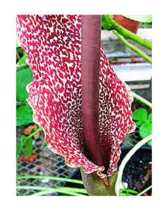 Арум - Typhonium venosum 18/20 - 1бр 