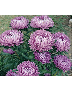 Астра /Callistephus chinensis dwarf Milady lilac/ LG - 1 оп