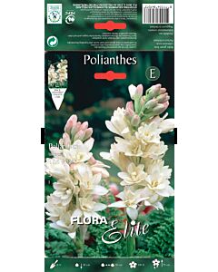 Тубероза - Polianthes tuberosa The Pearl (1 оп.- 3 бр.)