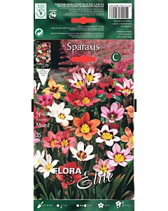 Арлекиново цвете - Sparaxis tricolor mixed - 25 бр