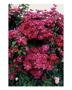 Клематис - Clematis Rouge Cardinal - 1 бр