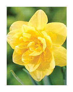 Нарцис /Narcissi double 'Safina'/ 1 бр