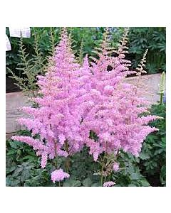 Астилбе / Astilbe Eden's Odysee / 1 бр