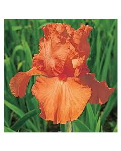 Ирис / IRIS GERM. ORANGE HARVEST / 