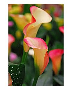 Кала /Zantedeschia Mozart/ 1 бр