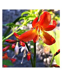 Крокосмия /Crocosmia 'Princess'/