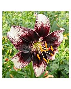 Лилиум  / Lilium asiatic 'Stracciatella Event' / 1 бр