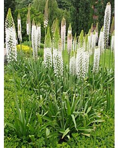 Еремурус Робустус /Eremurus robustus /