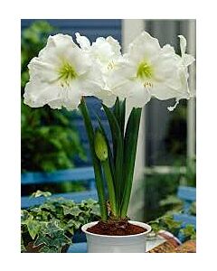 Амарилис Монт Бланк / Hippeastrum galaxy "Mont Blanc "/ 1 бр