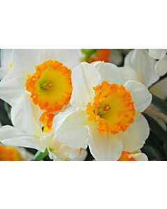 Нарцис /Narcissi  'Accent'/ 1 бр