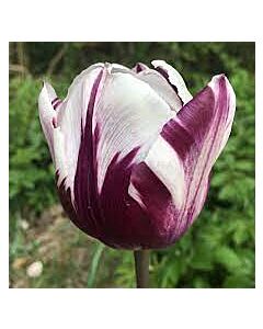 Лале /Tulip 'Flaming Prince'/ 1 бр