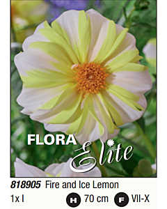 Далия Fire and Ice Lemon/ mignon-1 бр