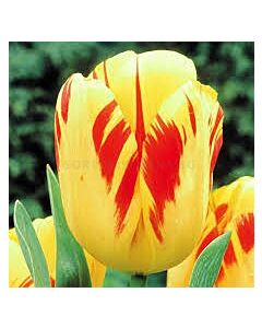 Лале darwin hybrid Olympic Flame - 1 бр.