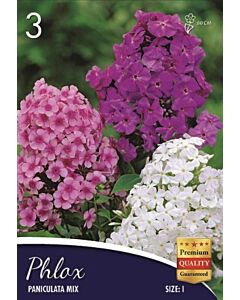 Флокс Panicuata mix ПРОМО 5 бр