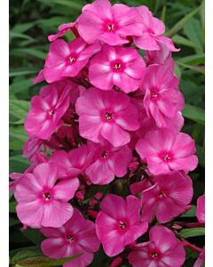 Флокс pink