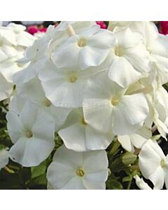 Флокс - Phlox Pina Colada - 1 бр