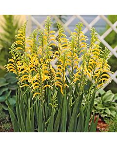 Шазманте floribunda var duckitii - 1 бр.