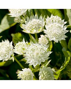 Астранция /Astrantia White/ 1 бр