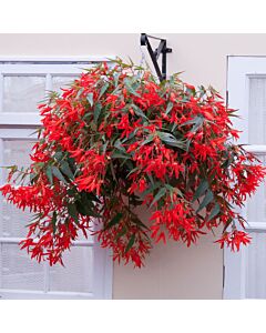 Бегония / Begonia boliviensis 'Santa Cruz' / 1 бр