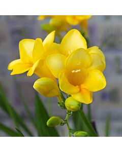 Фрезия single yellow - 1 бр.