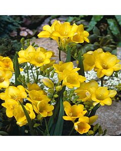 Фрезия Yellow
