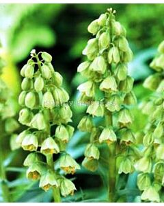 Фритилария Persica Alba - 1бр