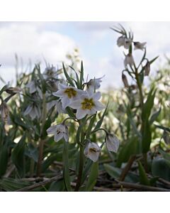 Фритилария /Fritillaria bucharica 'Giant'/ 1 бр